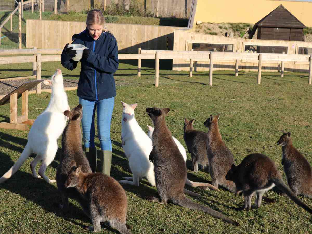 Tapnell Farm Park picture gallery